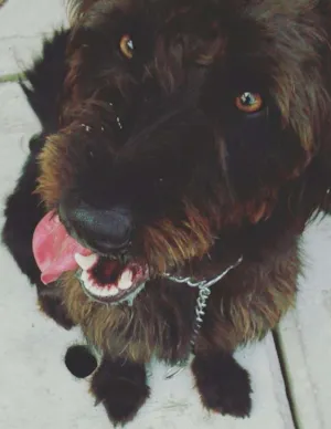 Cachorro raça Mista  idade 1 ano nome Ozzy