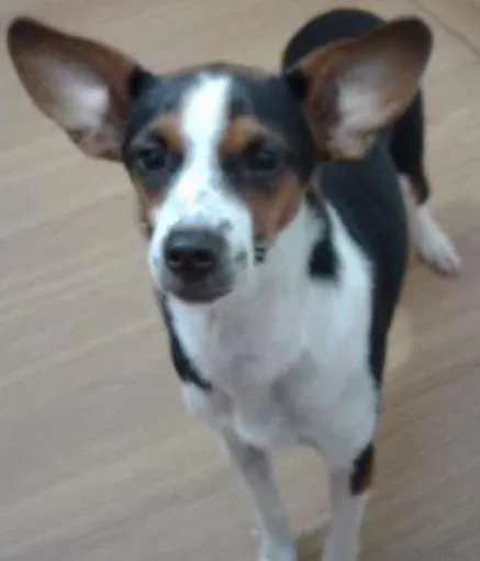 Cachorro ra a Indefinida idade 1 ano nome Athena