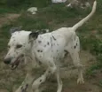 Rufus