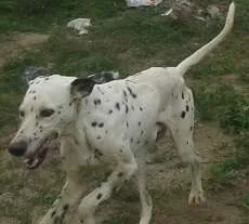 Cachorro raça Dalmata idade 4 anos nome Rufus