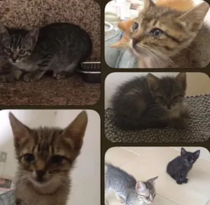 Gato raça SRD idade 2 a 6 meses nome sem nome