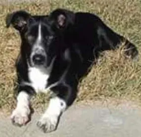 Cachorro raça Sem raça definida  idade 7 a 11 meses nome Thoby