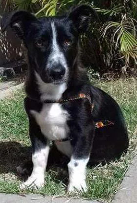Cachorro raça Sem raça definida  idade 7 a 11 meses nome Thoby