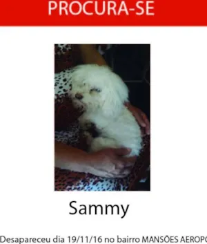 Cachorro raça Poodle Toy idade 1 ano nome Samy