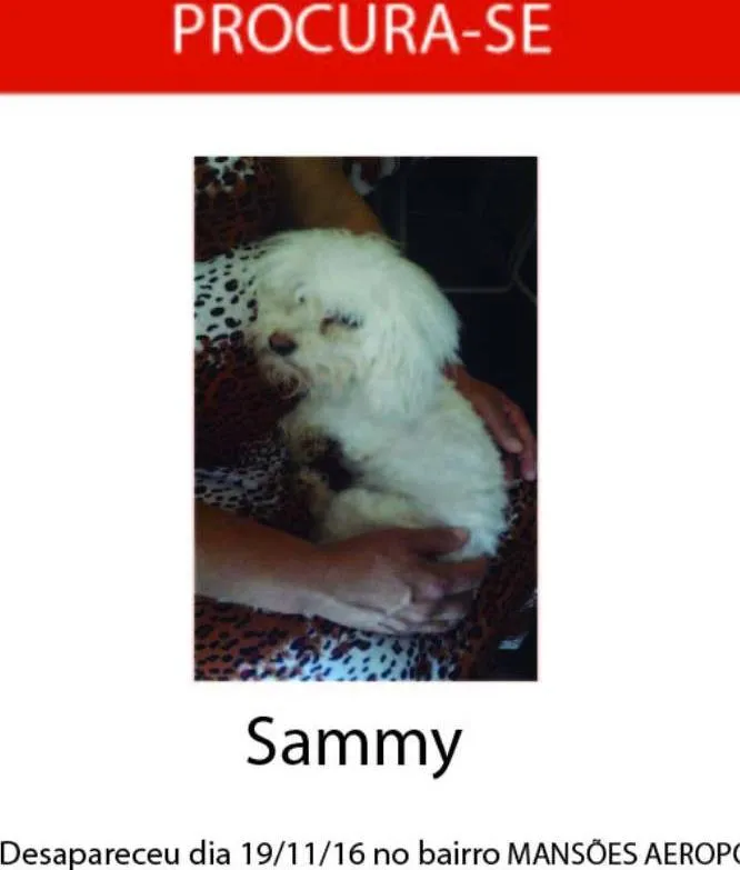 Cachorro ra a Poodle Toy idade 1 ano nome Samy
