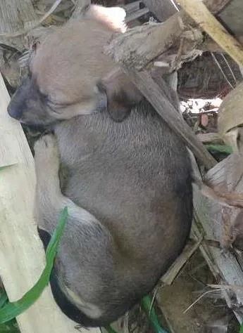 Cachorro ra a Viralata idade Abaixo de 2 meses nome Cachorros