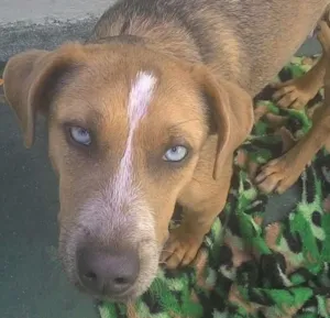 Cachorro raça SRD idade 1 ano nome Mila