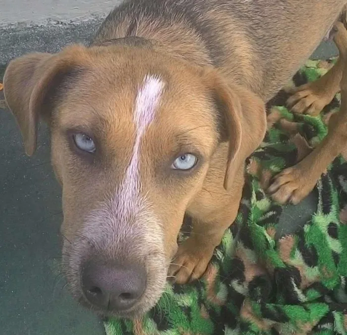 Cachorro ra a SRD idade 1 ano nome Mila