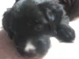 Bob