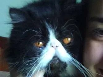 Gato ra a Persa idade 2 anos nome Frajola