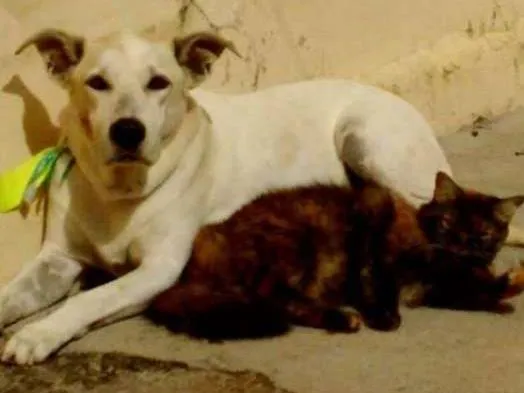 Gato ra a  idade  nome POR FAVOR AJUDE