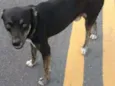 Sammy