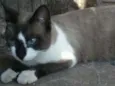 Mingau