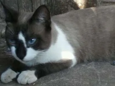 Gato ra a Siamês idade 1 ano nome Mingau
