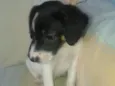 taco