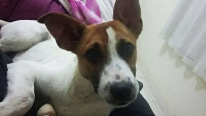 Cachorro raça Vira Lata idade 1 ano nome Melissa