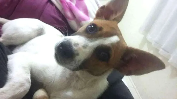 Cachorro raça Vira Lata idade 1 ano nome Melissa