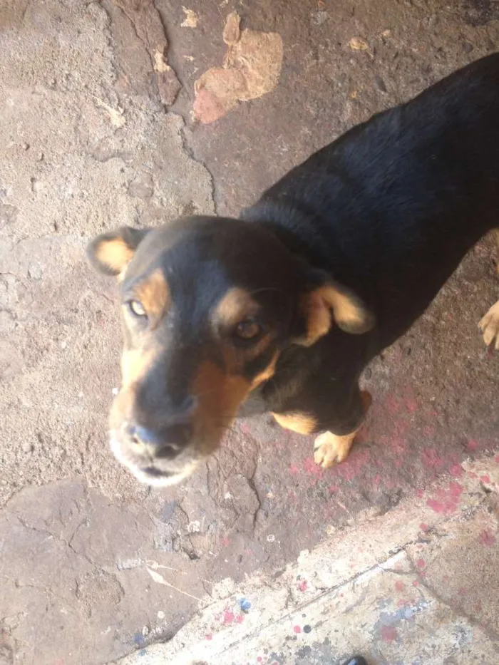 Cachorro ra a Viralata idade 2 anos nome Zezinho