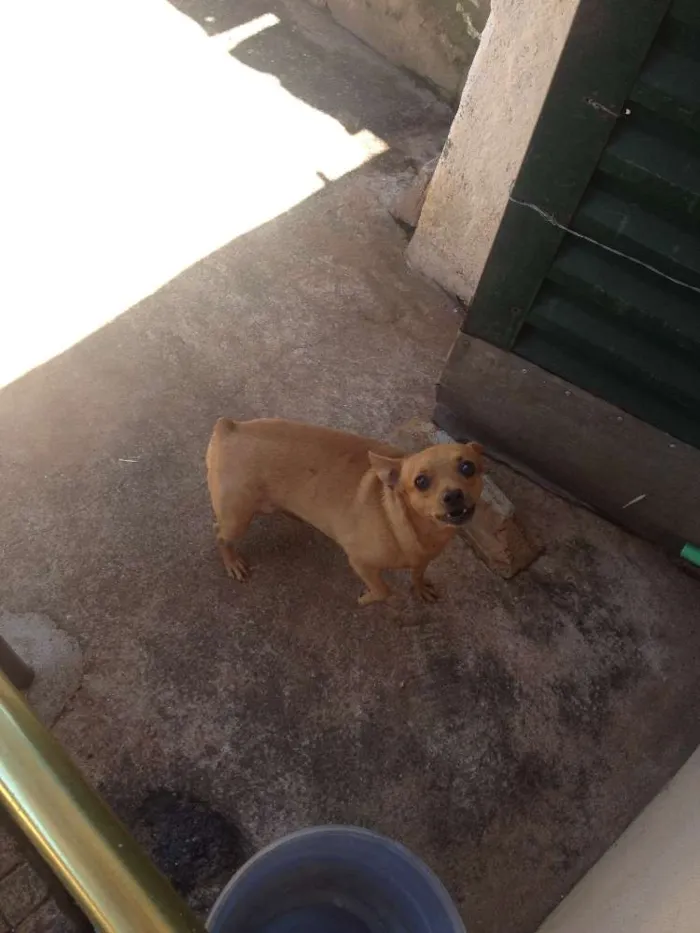 Cachorro ra a Vira lata idade 6 ou mais anos nome Mel