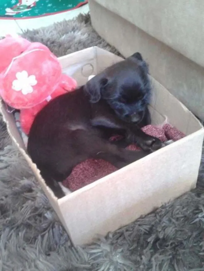 Cachorro ra a não definida  idade Abaixo de 2 meses nome Django