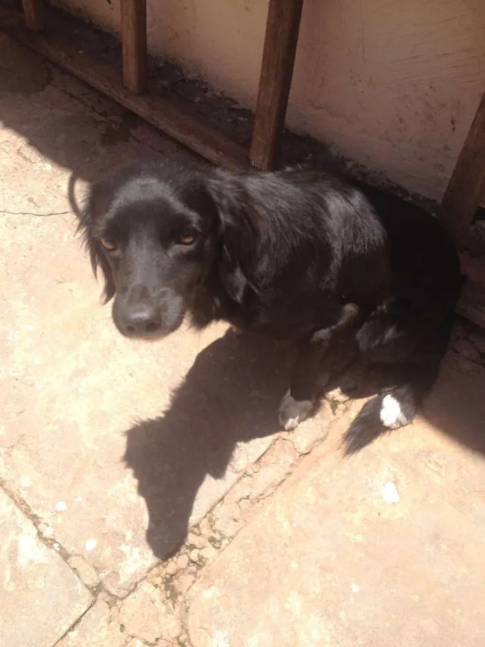 Cachorro ra a Vira lata idade 4 anos nome Gilberto