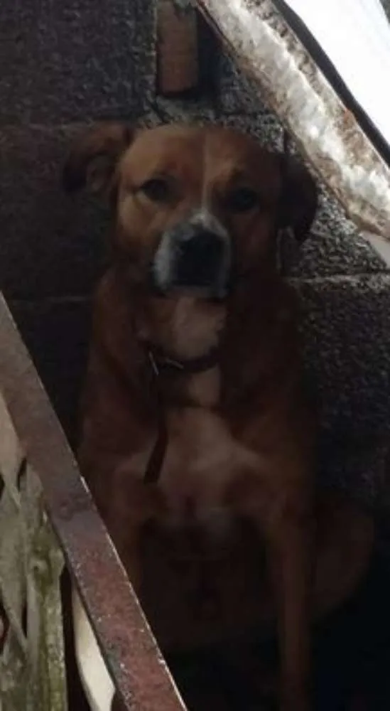 Cachorro ra a viralata idade 3 anos nome Sansão