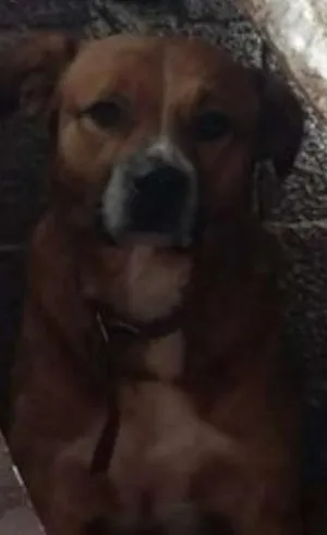 Cachorro raça viralata idade 3 anos nome Sansão