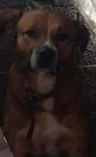 Cachorro ra a viralata idade 3 anos nome Sansão