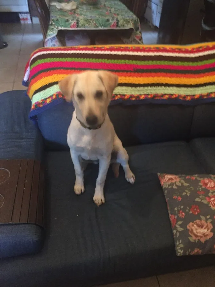 Cachorro raça Labrador  idade 2 a 6 meses nome Larissa