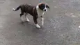 Fluffi