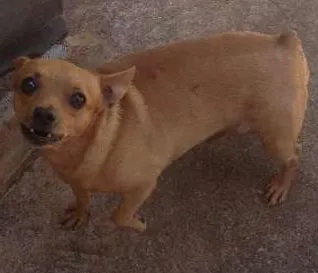 Cachorro ra a Vira lata idade 6 ou mais anos nome Mel