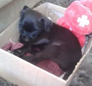 Cachorro raça não definida  idade Abaixo de 2 meses nome Django