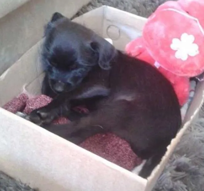 Cachorro ra a não definida  idade Abaixo de 2 meses nome Django