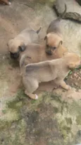 4 fêmeas lindas
