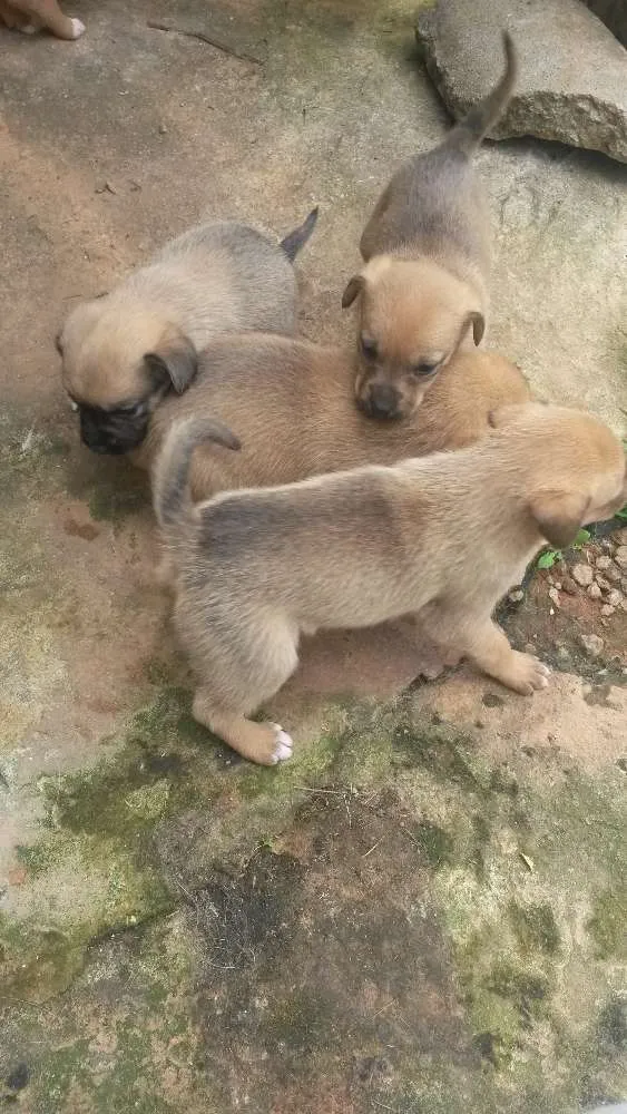 Cachorro ra a SRD idade Abaixo de 2 meses nome 4 fêmeas lindas