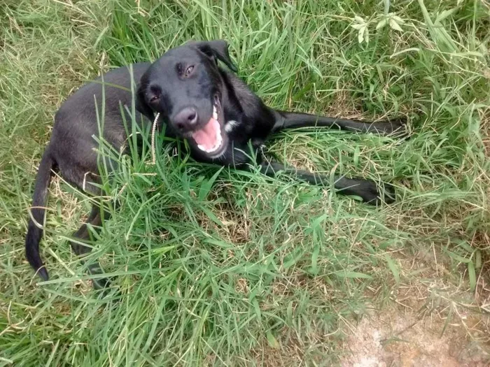 Cachorro raça SRD idade 7 a 11 meses nome Sem nome