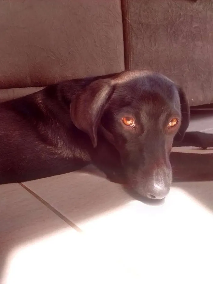 Cachorro raça SRD idade 7 a 11 meses nome Sem nome