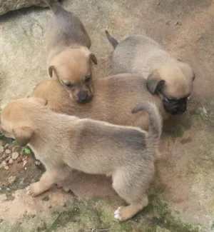 Cachorro raça SRD idade Abaixo de 2 meses nome 4 fêmeas lindas