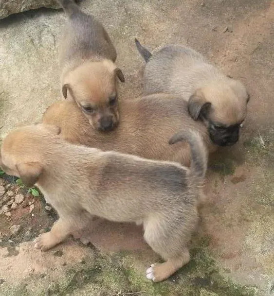 Cachorro ra a SRD idade Abaixo de 2 meses nome 4 fêmeas lindas