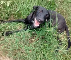 Cachorro raça SRD idade 7 a 11 meses nome Sem nome