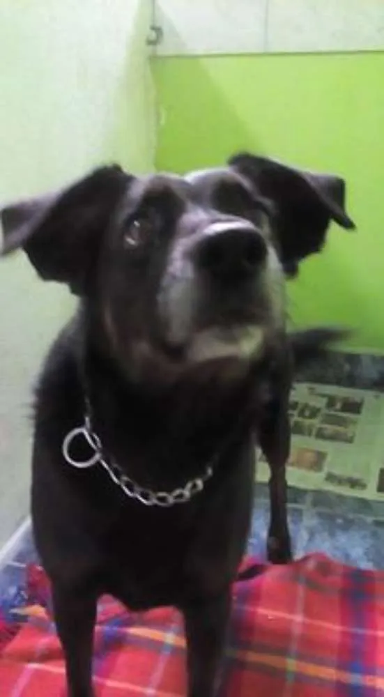 Cachorro ra a vira lata idade 5 anos nome Neguinha