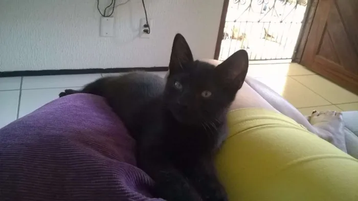 Gato ra a SRD idade 2 a 6 meses nome Salém