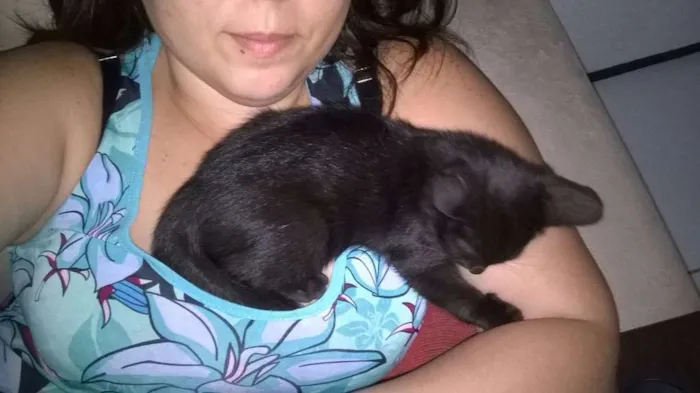 Gato ra a SRD idade 2 a 6 meses nome Salém
