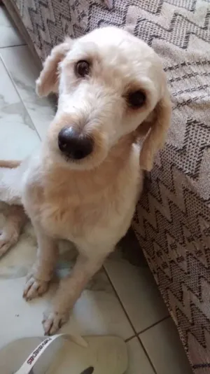 Cachorro raça Podlle  idade 4 anos nome Marley 