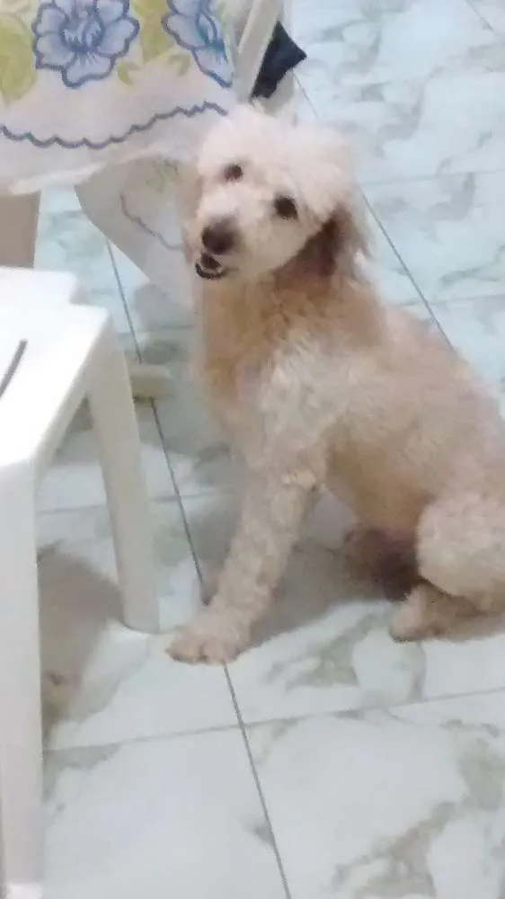 Cachorro raça Podlle  idade 4 anos nome Marley 