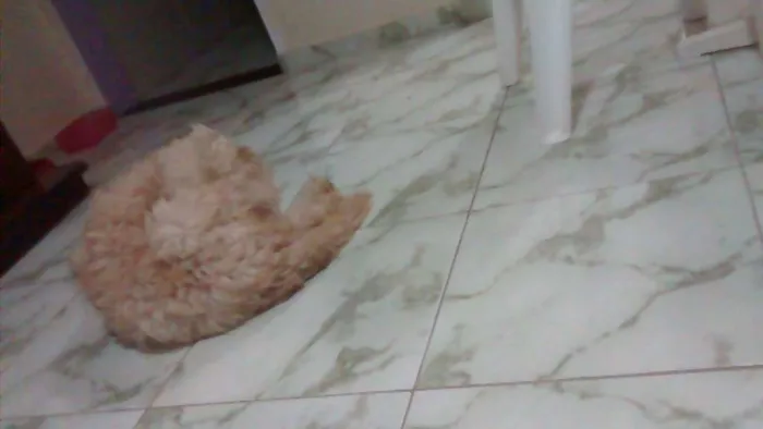 Cachorro raça Podlle  idade 4 anos nome Marley 