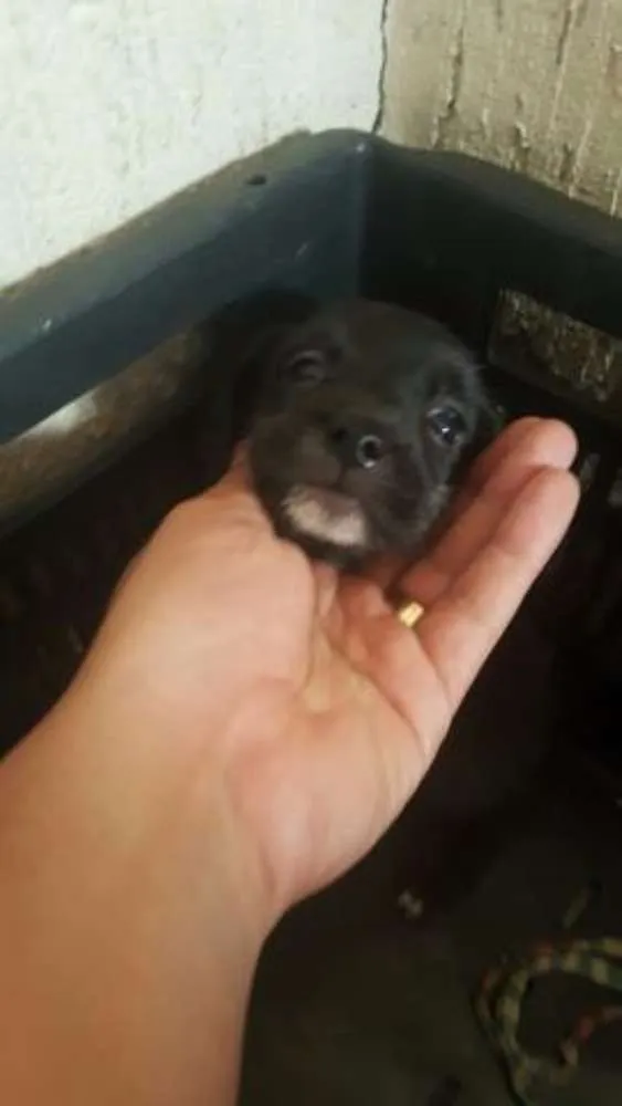Cachorro ra a  idade Abaixo de 2 meses nome bidu