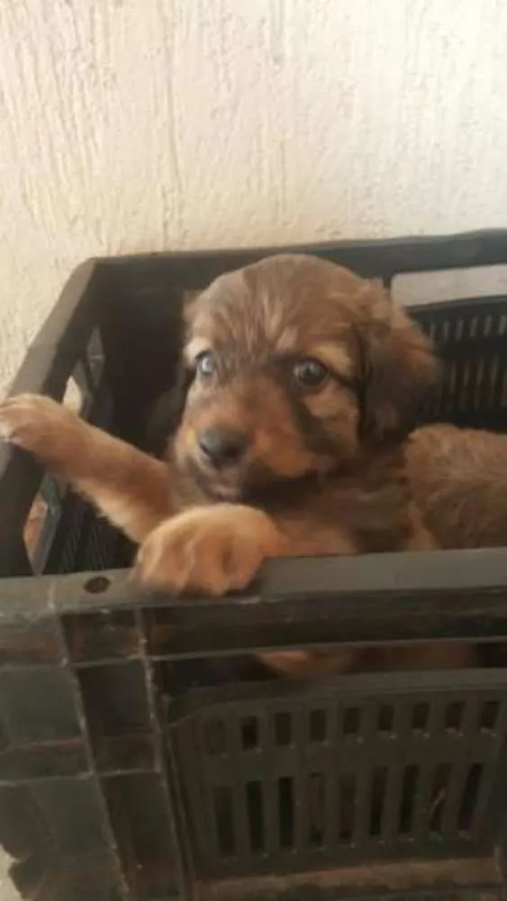 Cachorro ra a  idade Abaixo de 2 meses nome bidu