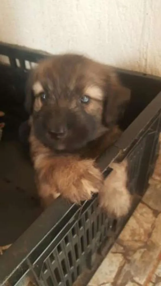 Cachorro ra a  idade Abaixo de 2 meses nome bidu