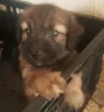 bidu